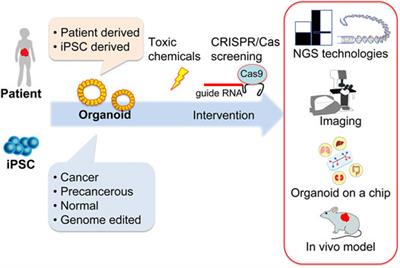 Human Organoid and Supporting Technologies for Cancer and Toxicological Research